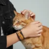 Keep It Simple yazılı sarı kedi desenli elastik bileklik takan kişi, sarman kediyi seviyor – QOOP Band kumaş bileklik modeli.